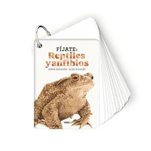 FÍJATE: REPTILES Y ANFIBIOS FÍJATE: REPTILES Y ANFIBIOS